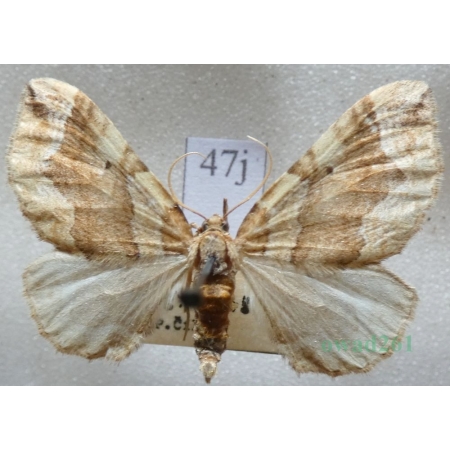 Pelurga comitata (Linnaeus, 1758) Paśnik maczyniak Czech47j